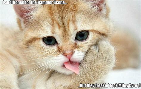 Hd Wallpaper Cat Funny Grumpy Humor Kitten Meme Quote