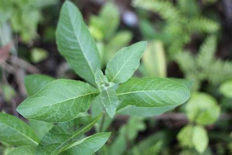 The Health Benefits Of Bitter Leaf Are Impressive In 2023 Leaves