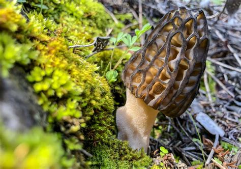 Edible Natural Mushrooms In Nature In Spring Stock Photo Image Of