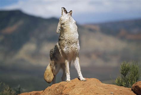 10 Cool Facts About Coyotes