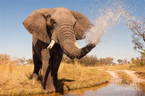 Elephant Spraying Water With His Trunk Photograph By Donovan Van Staden Fine Art America