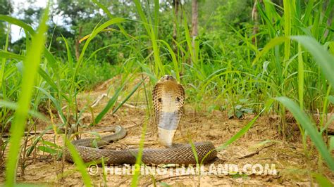 Naja Kaouthia Monocled Cobra