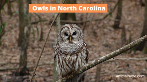 6 Owl Species That Live In North Carolina With Pictures Animal Hype