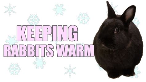 Keeping Rabbits Warm Youtube