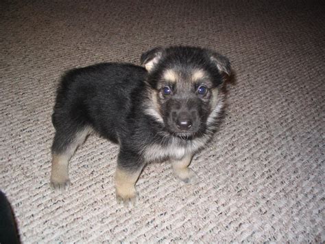 German shepherd wolf mix personality and temperament. 4 week old german shepherd, malamute, arctic wolf mix | Flickr
