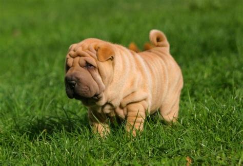 We did not find results for: Shar Pei - information, photos, caractéristiques et faits ...