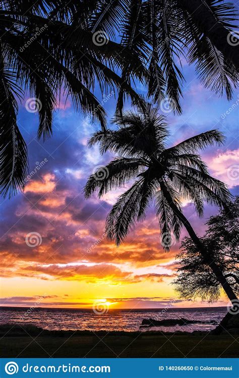 Palm Tree Colorful Sunset Maui Hawaii Stock Photo Image