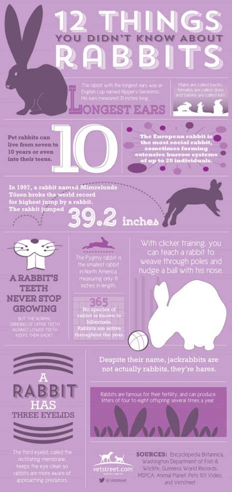 Twelve Things You Didnt Know About Rabbits Bunny Care Pet Bunny