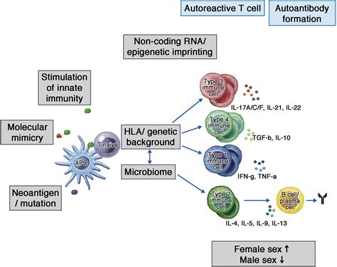 Mechanisms Of Skin Autoimmunity Cellular And Soluble Immune Components