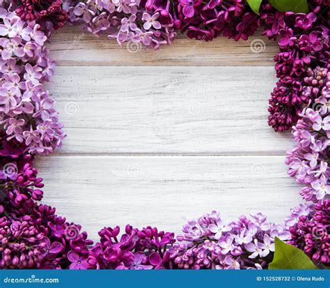 Lilac Spring Flower Border Stock Photo Image Of Flat 152528732