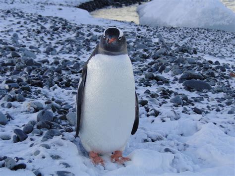 What Animals Live In Antarctica