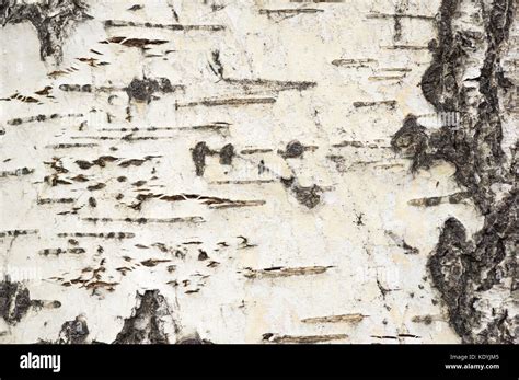 Photo Of Aspen Tree Bark Background Texture Stock Photo Alamy