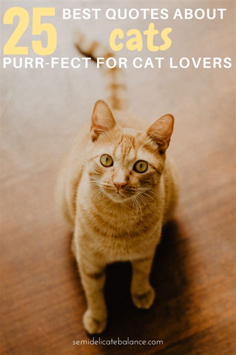 25 Purr Fect Quotes About Cats For Any Cat Lover