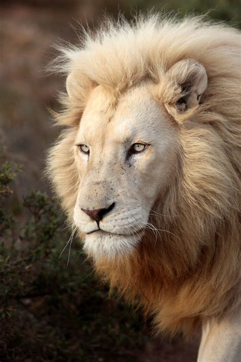 8 Different Species Of Lions With Pictures