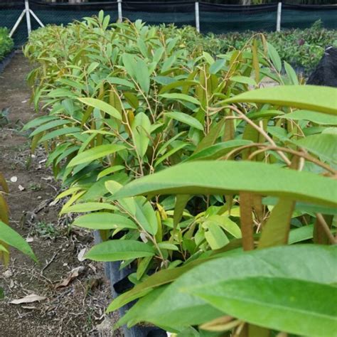 Anak pokok durian musang king. Anak benih pokok durian musang king | Shopee Malaysia