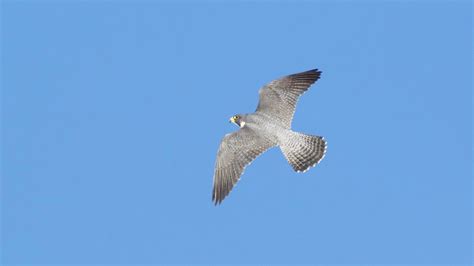 Peregrine falcon (falco peregrinus) restoration in the midwestern u.s. Peregrine Falcon vs. Red-tailed Hawk 2019 - Brian Rusnica