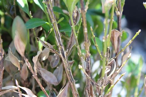 Boxwood Blight What You Need To Know Arborscapes Richmond Va Tree