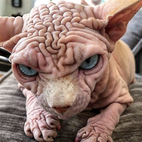 Extra Wrinkly Sphynx Kitty Called The World S Scariest Cat Is Actually Very Sweet Scary Cat