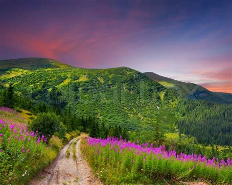 Beautiful Summer Landscape In The Mountains With Pink Flowers Sunset