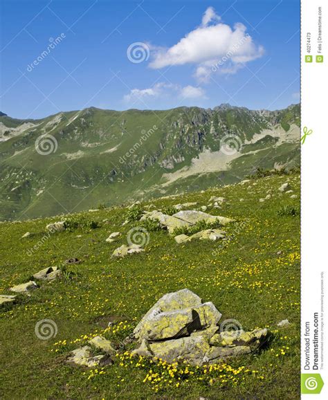 Mountain Meadow Covered With Yellow Flowers And Stones In