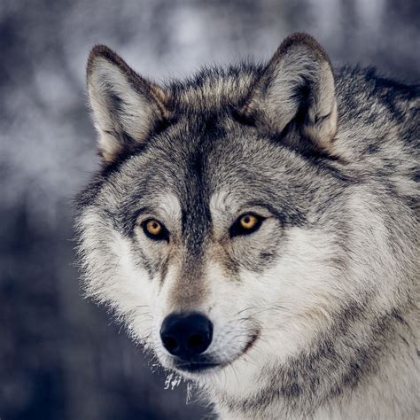 Portrait Of A Wolf Wolf Photos Wolf Dog Wolf Love