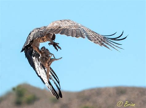 Martial Eagle Catches A Meerkat Unawares A Powerful Moment That We
