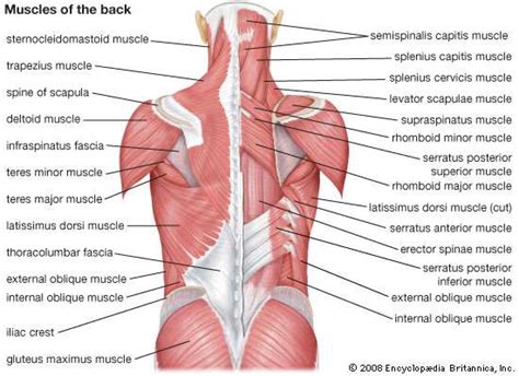 If you'd like to support us and get something great in return, check out our osce checklist booklet containing over 120 osce. human muscle system | Functions, Diagram, & Facts ...
