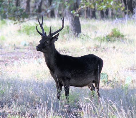 Sika Deer In August 2018 By Peter Joseph On Nature Walk Near Mountain