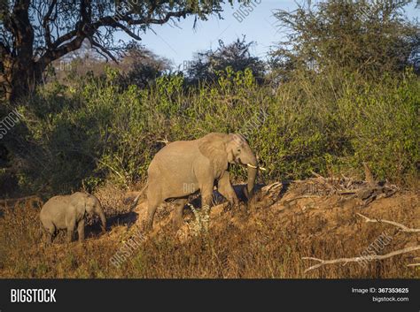 African Bush Elephants Image And Photo Free Trial Bigstock