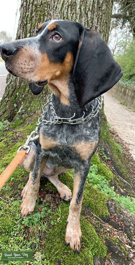 Bluetick Coonhound Stud Dog In Tennessee The United States Breed