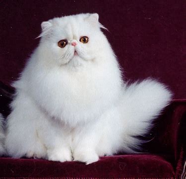 1 copper eye) all the other coat colors only have copper eyes. White Persian: CH N.Y. Mews Giovanni Catsanova