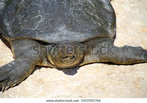 Nile Softshell Turtle Trionyx Triunguis Big Stock Photo