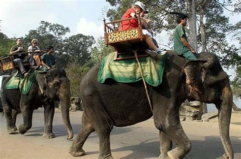 Camboya Prohibirá Los Paseos En Elefante En Los Templos De Angkor