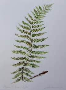 Fern Drawing At Getdrawings Free Download