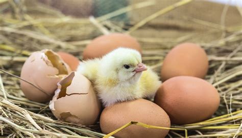 How Long Does It Take For A Chicken Egg To Hatch Animals Momme