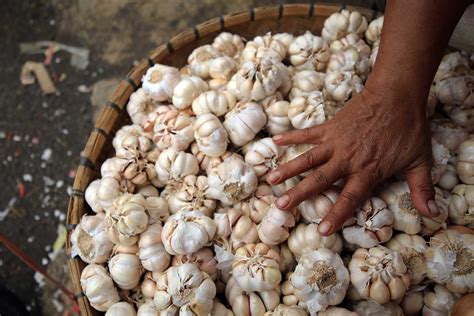 Lebih dari itu, ada segudang manfaat bawang putih bagi kesehatan yang belum banyak diketahui. Khasiat Dan Manfaat Bawang Putih Bagi Kesehatan Tubuh ...