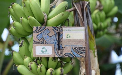 Banana Fibre Paper Materialdistrict
