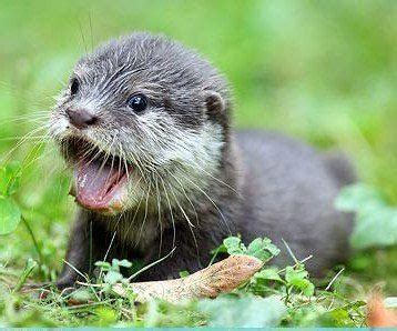 It can also be obtained through trading. Swim with an Otters | Cute animals, Otters cute, Baby otters