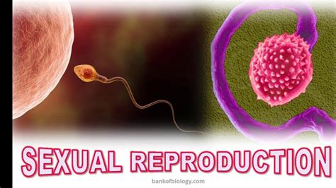 Reproduction In Organisms Youtube