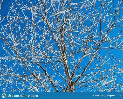Crowns Of Trees In White Snow Crystals Against A Blue Sky