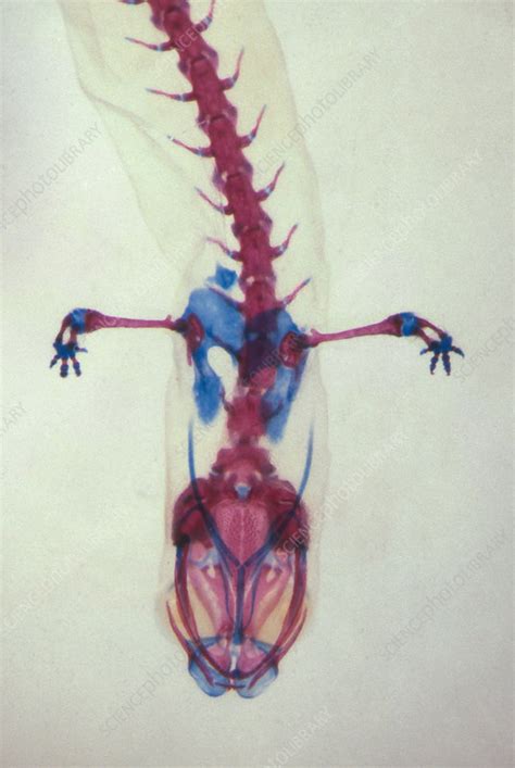 Salamander Skeleton Stock Image C0034397 Science Photo Library