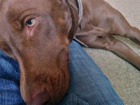 Chocolate lab weimaraner mix is popular for its height and appearance as well as high alert nature. Weimaraner Lab Mix - Labmaraner | Shop for your Cause