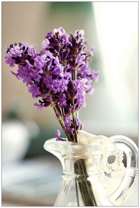 Lavender Lavender Pinterest Lavender Flowers And Gardens