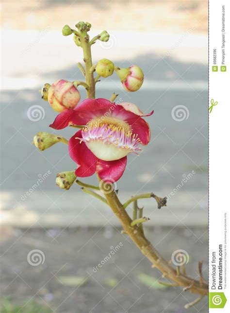 Cannonball Tree Or Sal Tree Stock Photo Image Of Beautiful India