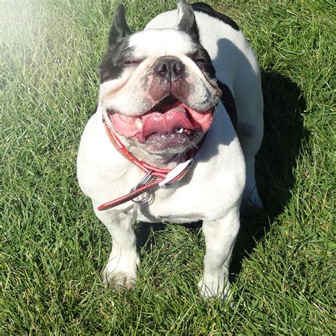 Sadly, many french bulldog owners end up having to give up their dog for adoption when they find themselves unable to pay for the medical bills. Tips to keep your French Bulldogs teeth healthy - French ...