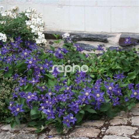 We did not find results for: Clematis SAPHYRA® Indigo 'Cleminov 51' | Clematis, Cool ...
