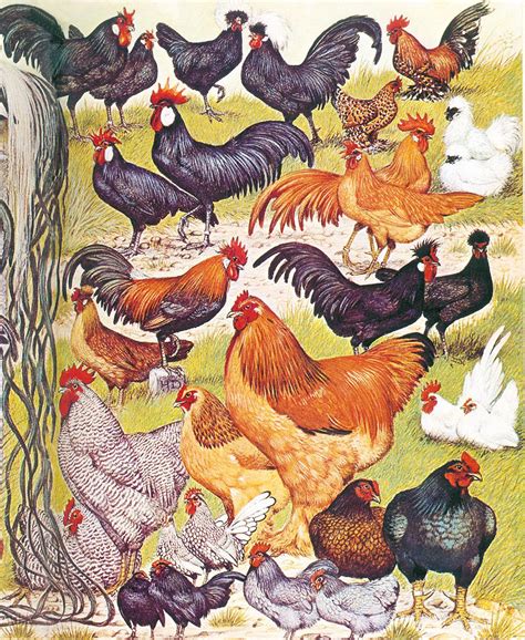 How The Fowl Chickens Ancestor Travelled The World