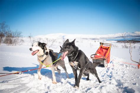How To Set Up A Dog Sledding Team Arctic Adventure Tours