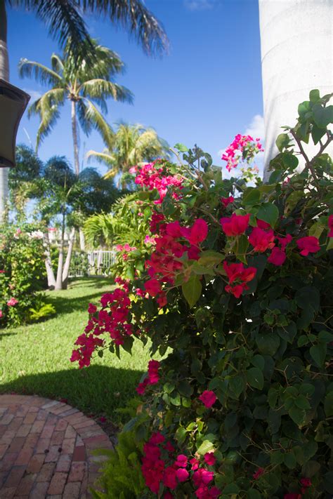 Tropical Planting For Backyard Design In South Florida