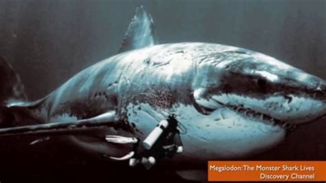 Megalodon Shark Exists Recent Sightings And Sharks Pictures Prove It